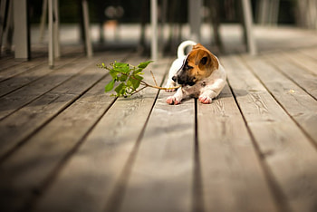 Dog, sweet, animal, dogs, cute, beautiful, puppys, puppy, pretty, animals, lovely HD wallpaper