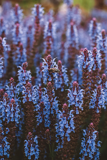 Flowers, Insect, Bee, Pollination HD phone wallpaper