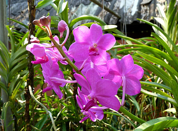 Flowers, Bright, Greens, Orchids, Sunny, Stems HD wallpaper