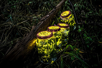 Endangered fireflies, Conservation efforts, Environmental concern, Precious species HD wallpaper