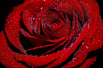 Red rose, Flower, Petals, Rose, Drops HD wallpaper