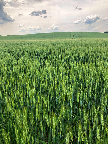 Nature, Grass, Field, Ears, Dahl, Distance, Spikes HD phone wallpaper