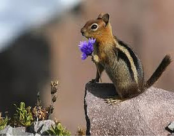 Cute animal, cute HD wallpaper