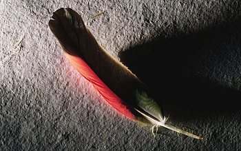 Feather, , abstract HD wallpaper
