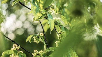Lacebark elm tree, Future, Arbor day blog, Nature HD wallpaper