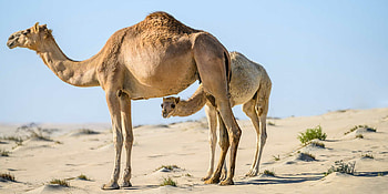 Qatar camel calving, Remote travelogues, Unique experiences, Nomadic heritage HD wallpaper