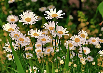 Flowers, Camomile, Greens, Polyana, Glade, Sharpness HD wallpaper