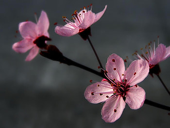 Sakura-flowers, pink, nature, sakura, flower HD wallpaper