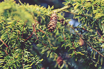 Lant aesthetic, Computer , Nature's charm, Serene scenes HD wallpaper