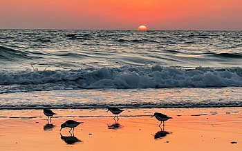 Birds by Ocean, birds, America, orange, beach, ocean, sunset HD wallpaper