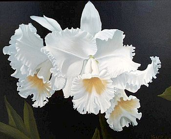 White Catalayas, catalaya, orchid, white, flower HD wallpaper