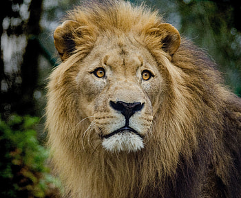 Curious, lion, muzzle, fur HD wallpaper