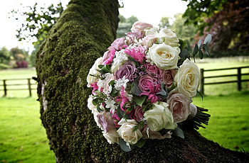 Wood, Flowers, Roses, Tree, Bouquet, Moss, Tea Tree HD wallpaper