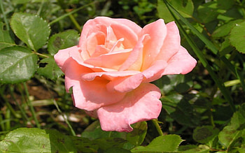 I Love This!!!!, rose, pink, pretty HD wallpaper