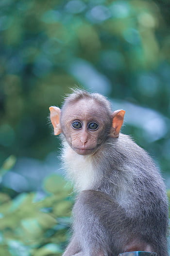 A cute young macaque monkey looking directly at the camera in a lush green outdoor setting. HD phone wallpaper