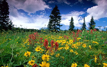fields, pic, nice HD wallpaper