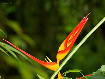 Jungle Colours, garden, tropical, flower HD wallpaper
