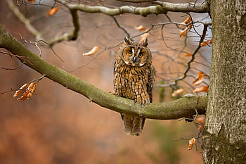 Owl, branch, bird, autumn, pasare, bufnita, toamna, tree HD wallpaper