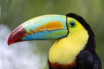 Animal art, Eye-catching , Beautiful bird, Digital illustration HD wallpaper