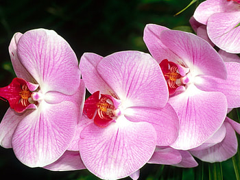 Plants, Flowers, Violet HD wallpaper