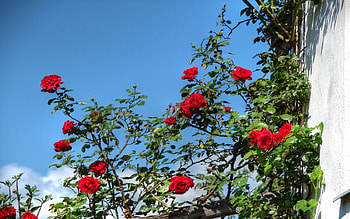 roses sky and clouds, clouds, sky, roses HD wallpaper