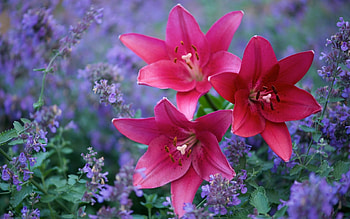 Pink lilies, blue, summer, pink, flower, lily, vara HD wallpaper