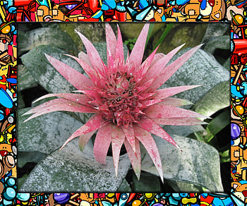 Pink Bromeliad with a frame, graphy, green, Bromeliad, Flowers, Frame, editing, Pink HD wallpaper