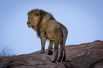 A regal male lion stands on a rock, showcasing its majestic mane in the African wilderness. HD wallpaper