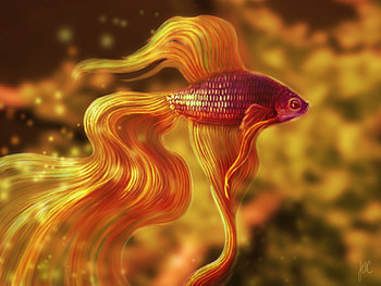 THE MAGIC FISH, BETTA, FISH, GOLDEN, MAGIC HD wallpaper