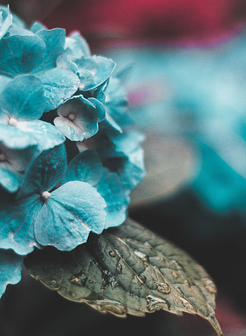 Leaves, Drops, Macro, Moisture, Hydrangea, Inflorescences, Inflorescence HD phone wallpaper