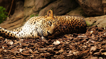 Animals, Jaguar, Spotty, Spotted, Big Cat, Foliage HD wallpaper