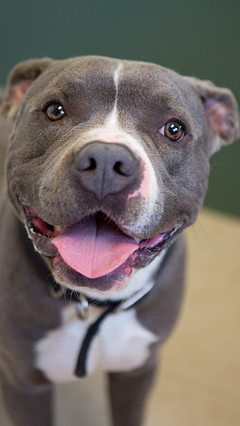 Pitbull Dog, American HD phone wallpaper
