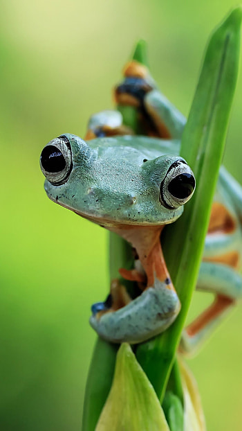 Cute Frog, Little, Frog HD phone wallpaper
