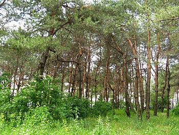 Landscape, Trees HD wallpaper