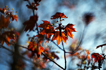 Autumn, Leaves, Plant, Macro, Maple HD wallpaper