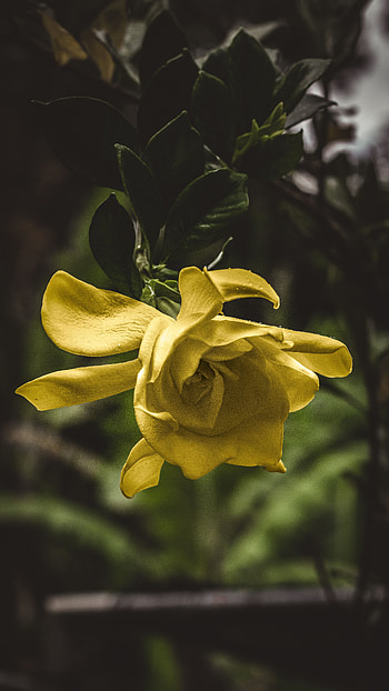 Flower, Macro, Petals, Bud HD phone wallpaper