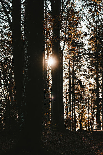 Nature, Trees, Sun, Dark, Glare, Forest HD phone wallpaper