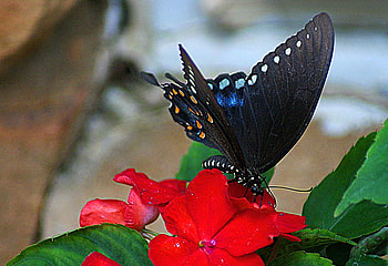 Spotted black, blue, black, butterfly, red flower, spots HD wallpaper