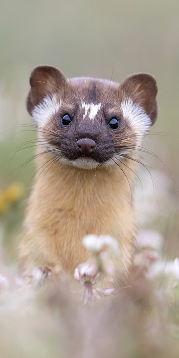 Marten, Ferrets HD phone wallpaper