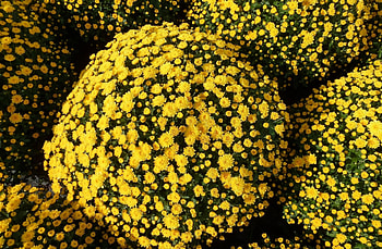 Flowers, Chrysanthemum, Flower Bed, Flowerbed, Balls HD wallpaper