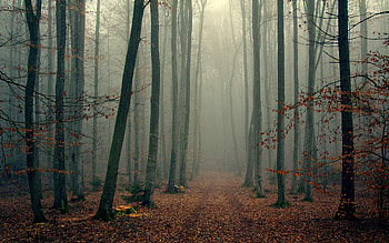 Landscape, Trees, Autumn HD wallpaper