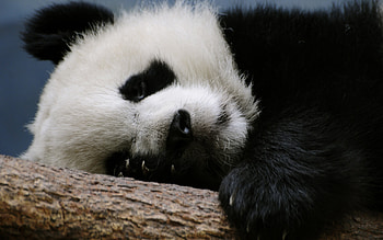 Panda bear, white, black, bear, cute, paw, sleep, panda HD wallpaper