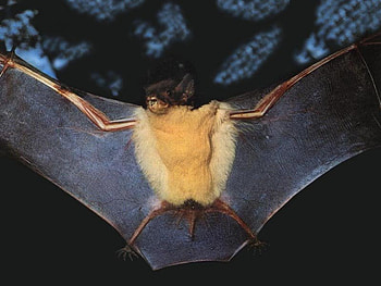 Bat with wings spread, night, wings spread, trees, bat HD wallpaper