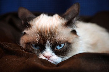 Angry cat computer, Computer top, Top angry, Angry cat HD wallpaper