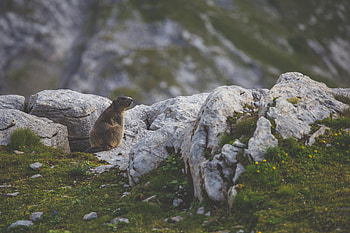Animals, Grass, Stones, Is Sitting, Sits, Beaver HD wallpaper