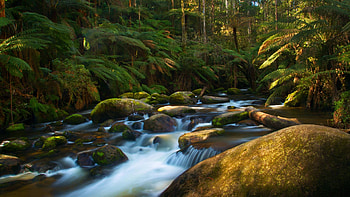 Toorongo Falls, Victoria, Australia, river, trees, rocks, forest, stones HD wallpaper