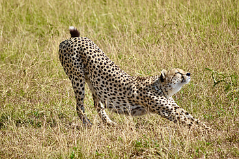 Animals, Grass, Cheetah, Predator, Big Cat HD wallpaper