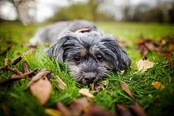 Hello, dog, animal, garden, cute HD wallpaper