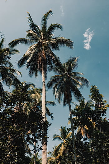 Tall palm trees reaching towards a vibrant blue sky in a tropical setting. HD phone wallpaper