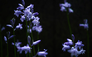 Grass, Lilac, Plant, Macro HD wallpaper